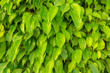 Fototapeta na wymiar Fresh Green Leaves After The Rain. Dew Drops On The Leaves. Tree Branches With Bright Lush Foliage And Water Drops. Spring Or Summer Sunny Day, Freshness.