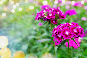 Blurred backdrop of dianthus groundcover perennial plants with small pink flowers growing in park on warm sunny summer day. Bokeh background with purple herbaceous summer flower plant with copy space