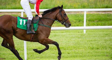 Close up on single galloping race horse and jockey on the race track