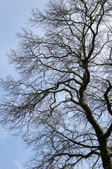Fototapeta na wymiar Bare Branches against a Blue Sky