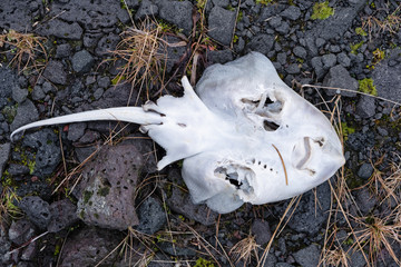 dead stingray on the atlantic ocean shore