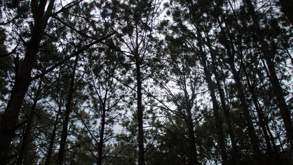tree in the sky