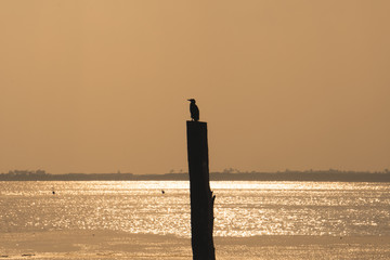 A lone bird in Everglades National Park