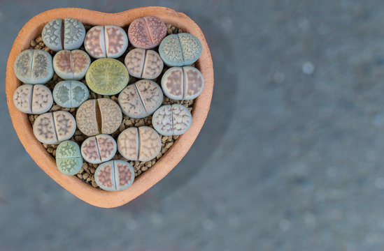 Lithops otzeniana in Heart pot.