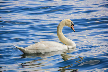Swan