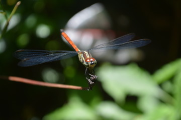 butterfly