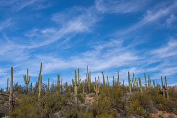 Tucson Desert