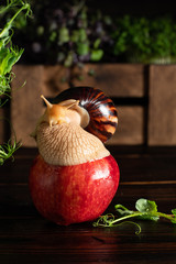 Giant African land snail, Achatina, on a apple on a background of greenery in a box.