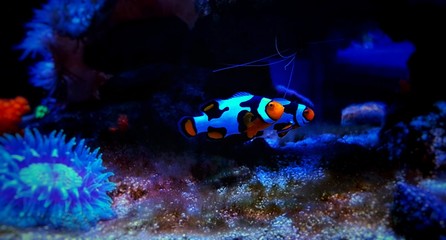 Fototapeta na wymiar Hybrid snowflake clownfishes in coral reef aquarium tank