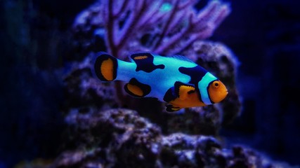 Hybrid snowflake clownfishes in coral reef aquarium tank