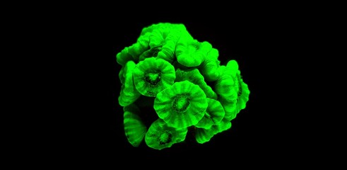 Green caulastrea LPS coral isolated in aquarium