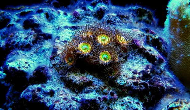 Zoanthids soft polyps - Flowers of the reef aquarium tanks