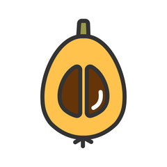Color vector icon loquat with seeds isolated in white background. Editable stroke. Colorful illustration of half of Japanese medlar or Japanese Chinese plum. Exotic fruit pipa or nespola.