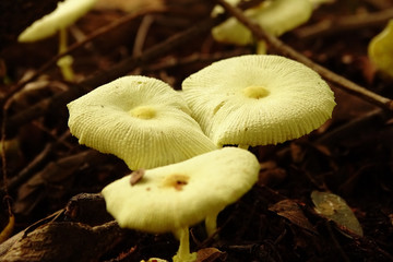 Fungus in mulch in the forest