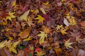 colourful of maple leaves and other fall on the ground  in   autumn kawaguchiko japan.yellow maple fall on the ground 