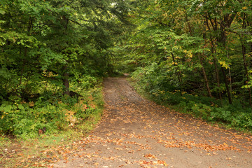 Empty rural road through autumn woodland