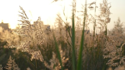 Fototapeta premium Natural meadow grass slowly swayed by wind blow. The beautiful green swaying grass field is relaxing & romantic. It waving along wind breeze. copy space. Green environment concept.