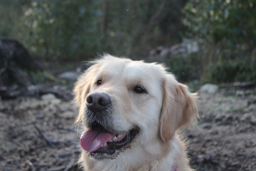Golden retriever 