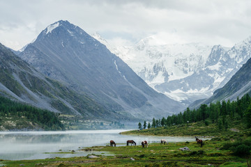Horses graze near misty alpine lake on background of great glaciers. Awesome view to high snowy mountains and rocks. Atmospheric highland scenery with tourist camp near beautiful mountain lake in mist