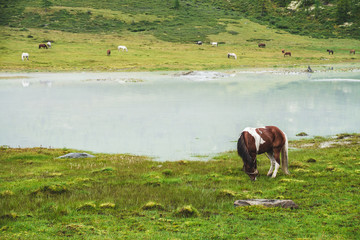 Pinto grazes in meadow near river in mountain valley. Piebald horse on grassland near mountain...