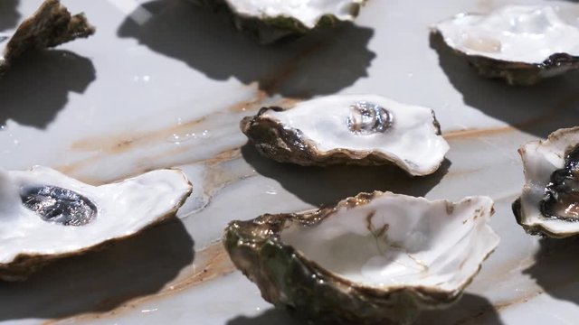 Video of fresh oysters on marble background