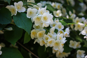 jasmine