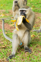 Monkeys play in the garden