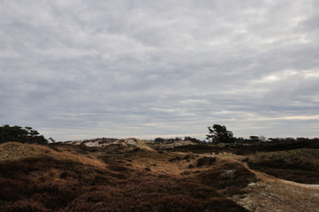 Dünenheide dune heath Hiddensee