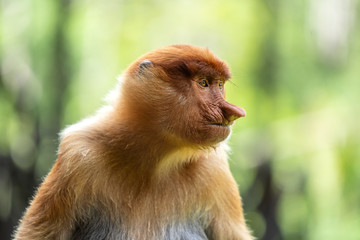 Fototapeta premium Wild Proboscis monkey or Nasalis larvatus, in rainforest of Borneo, Malaysia