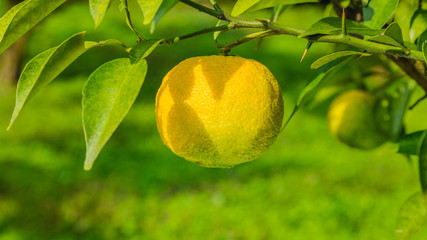 果樹園のユズ