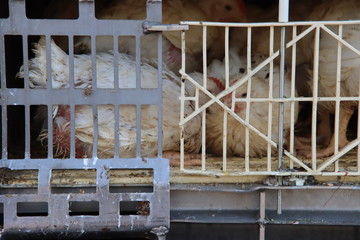Chickens are waiting in cage for transport to be brought to the halal slaughterhouse in Zevenhuizen