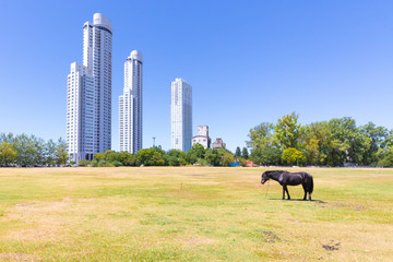 Argentina Rosario a horse and the Maui towers