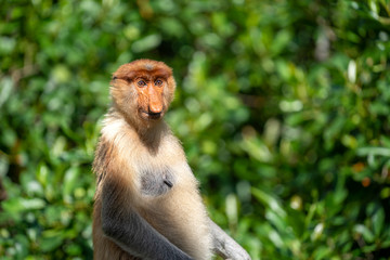 Wild Proboscis monkey or Nasalis larvatus, in rainforest of Borneo, Malaysia