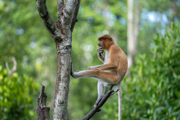 Wild Proboscis monkey or Nasalis larvatus, in rainforest of Borneo, Malaysia