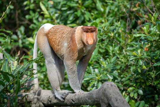 Wild Proboscis monkey or Nasalis larvatus, in rainforest of Borneo, Malaysia