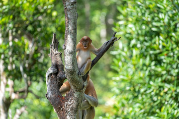 Wild Proboscis monkey or Nasalis larvatus, in rainforest of Borneo, Malaysia