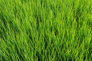 Fresh spring green grass. Beauty natural background. wallpaper green color.