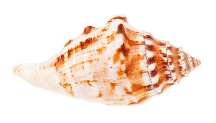 conch of sea mollusk isolated on white