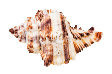 single striped conch of muricidae mollusk isolated