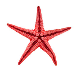 back side of dried starfish (sea star) isolated
