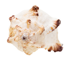 helix white seashell of mollusk isolated