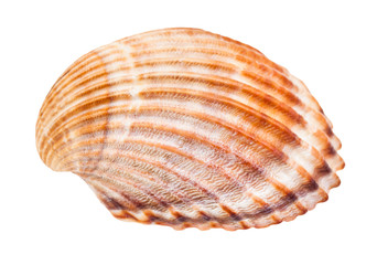 brown shell of cockle isolated on white