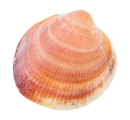 yellow brown sea shell of clam isolated