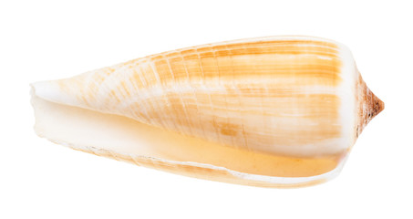 empty shell of conus snail isolated on white