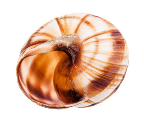 empty shell of burgundy snail isolated on white