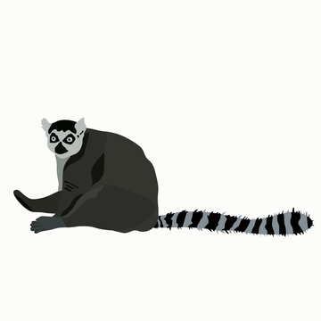 Vector stock illustration of a lemur. Ring-tailed striped funny lazy exotic Madagascar lemur. Little cute Limur catta Asian funny. Cartoon animals for kids. African zoo animal. isolated on white back