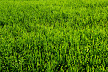 Fresh spring green grass. Beauty natural background. wallpaper green color.
