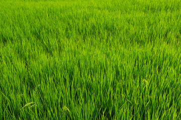 Fresh spring green grass. Beauty natural background. wallpaper green color.