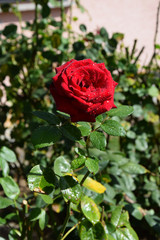 Red Rose Blossom with Water Drops on the Petals - Beautiful Garden