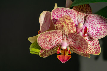 Close-up of yellow, red, pink and white striped with points orchid flower Phalaenopsis 'Demi Deroose' known as the Moth Orchid, on black and gray background. Selective focus.